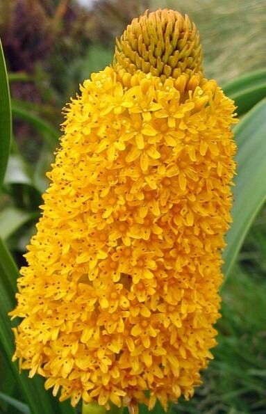 Bulbinella rossii flower