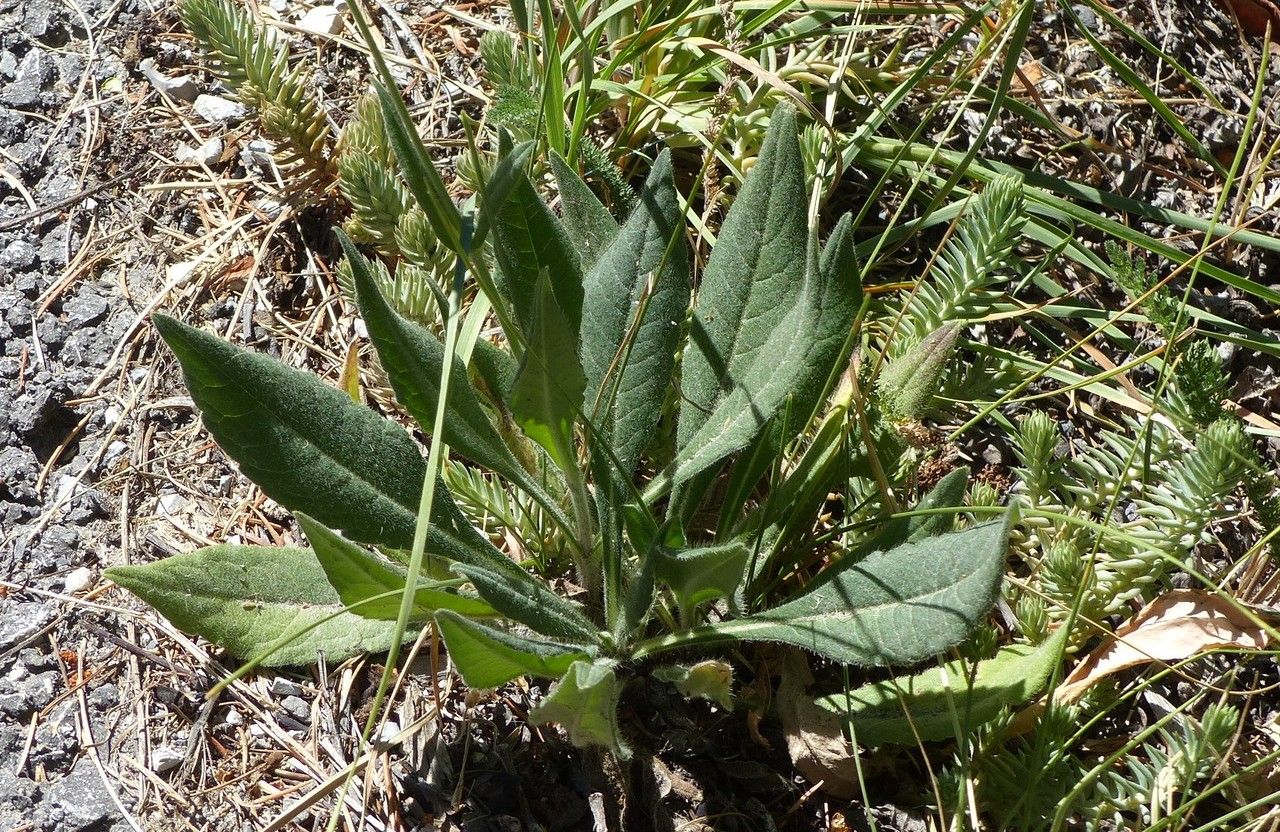 Knautia dipsacifolia — search result for 'Knautia'