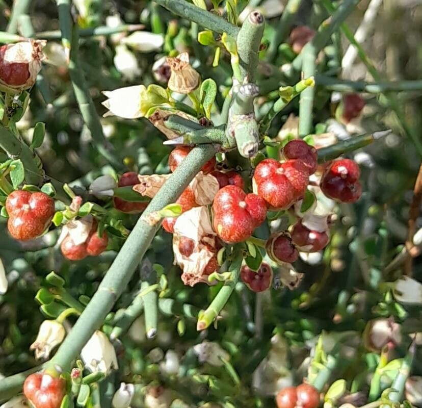 Discaria americana fruit
