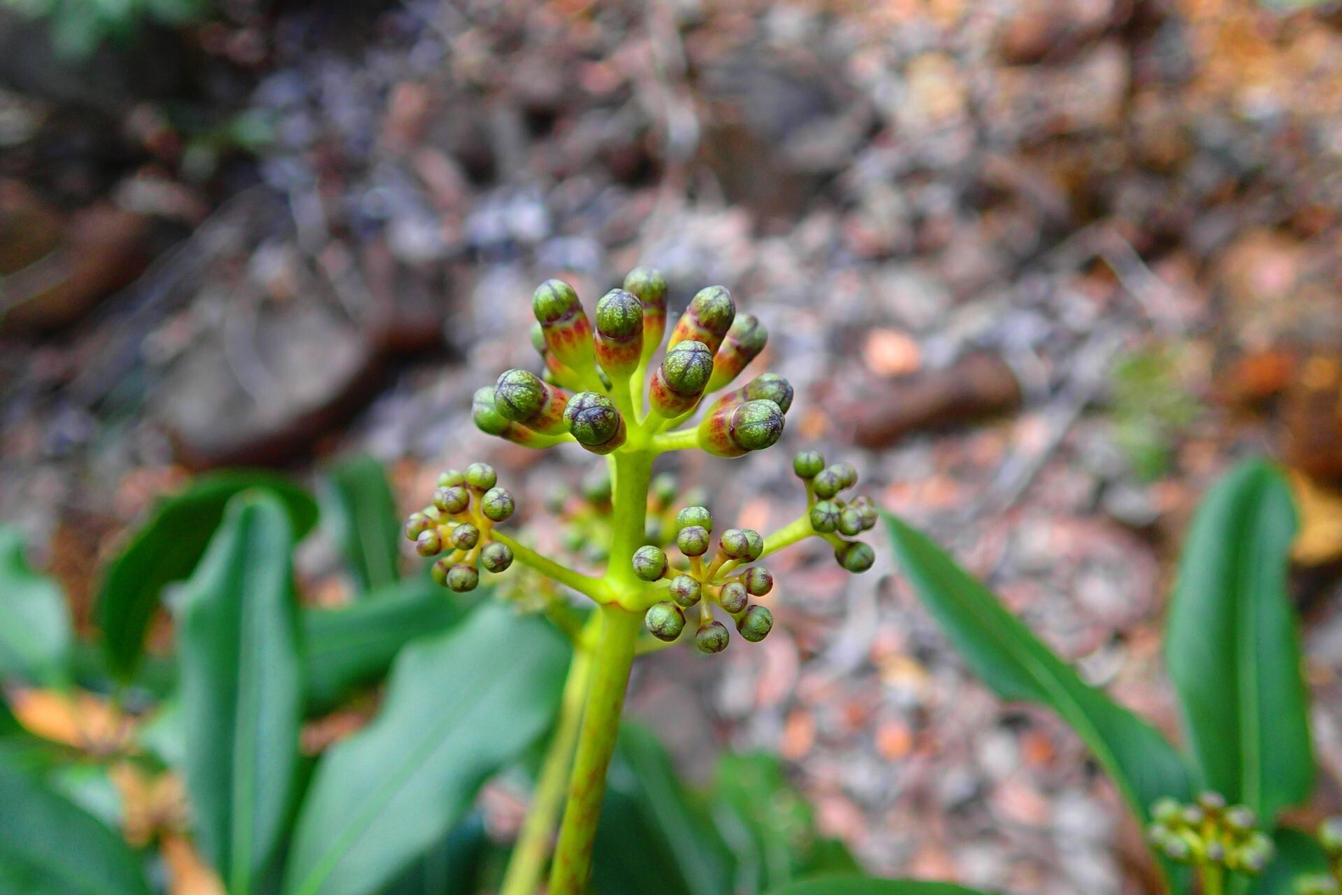 Plerandra polydactylis flower