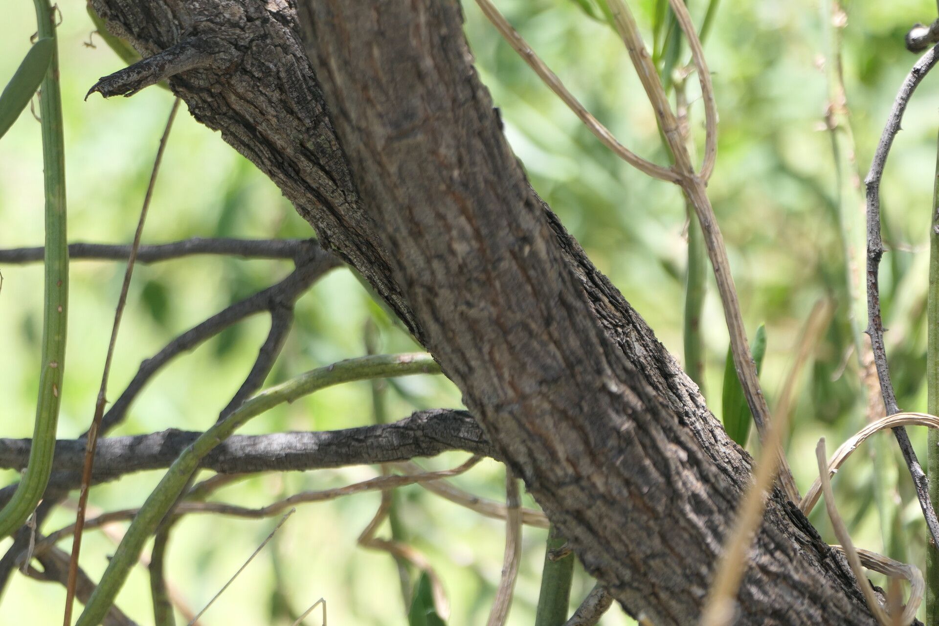 Senegalia hereroensis bark