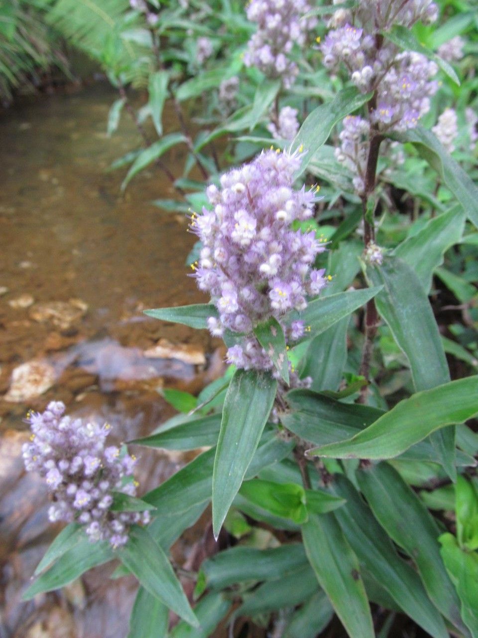 Floscopa glabrata — houseplant care guide