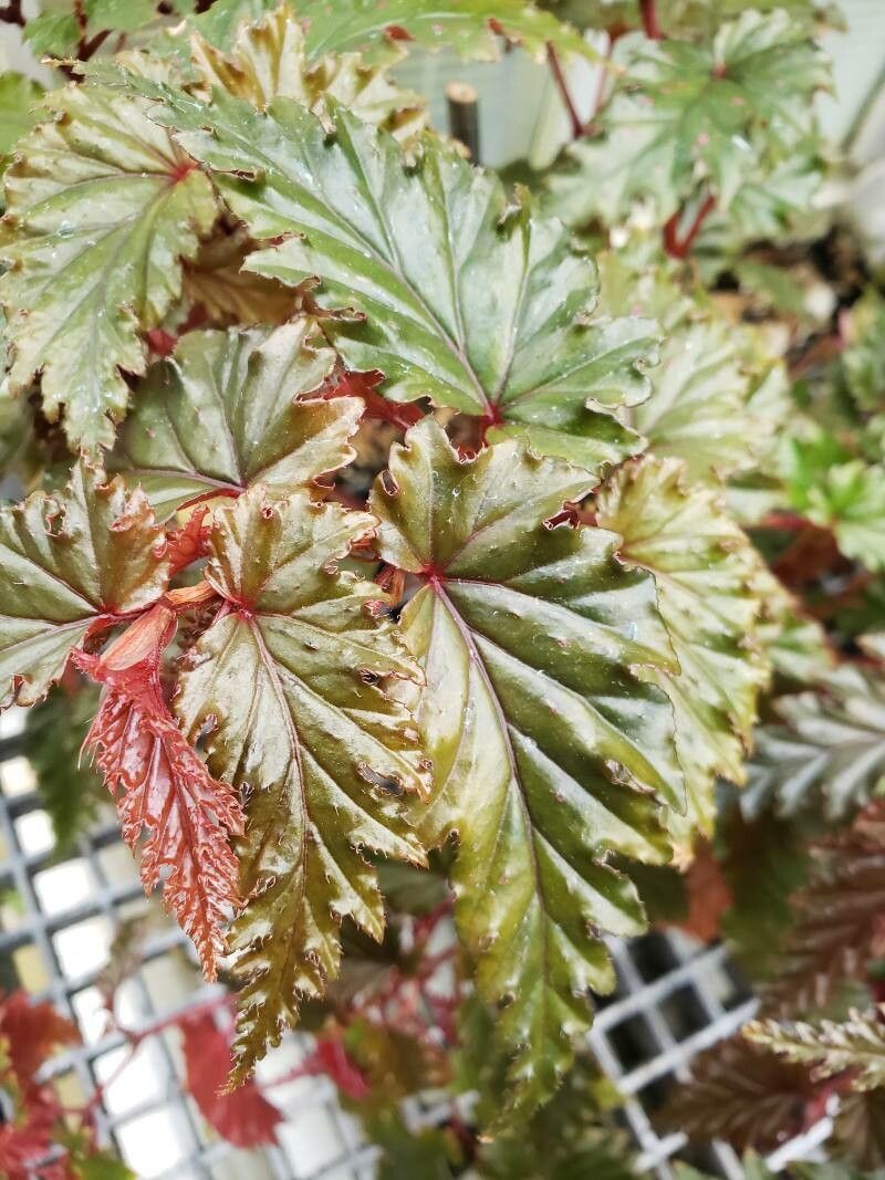 Begonia serratipetala — search result for 'Begonia'