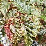 Begonia serratipetala