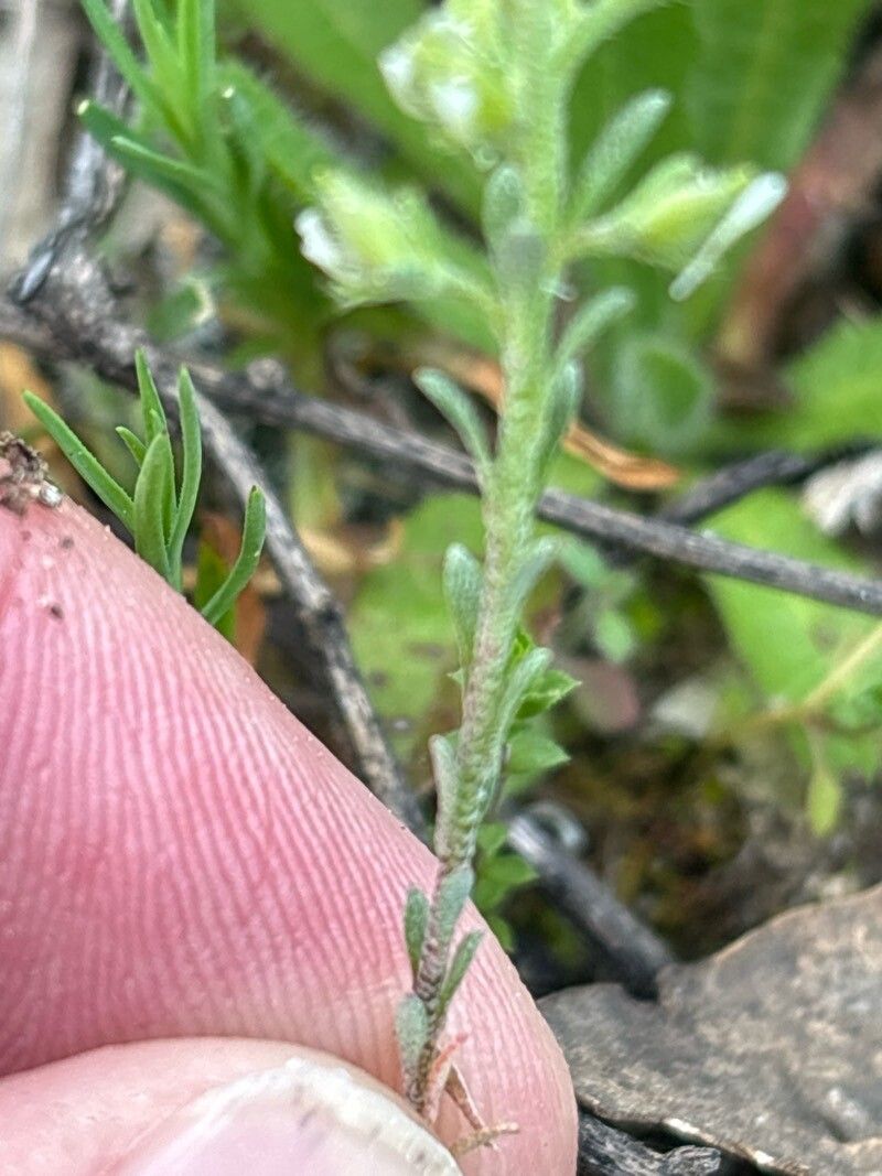 Alyssum granatense leaf