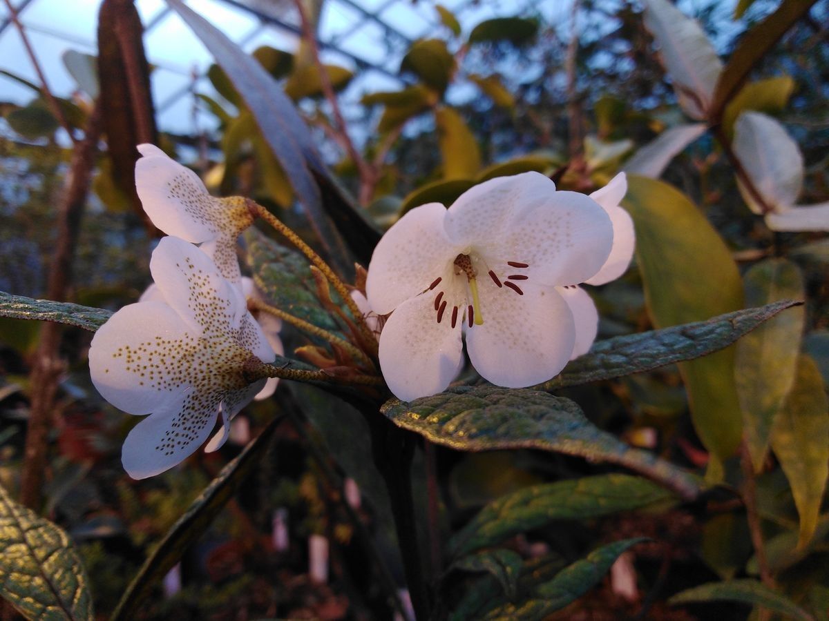 Rhododendron fortunans flower