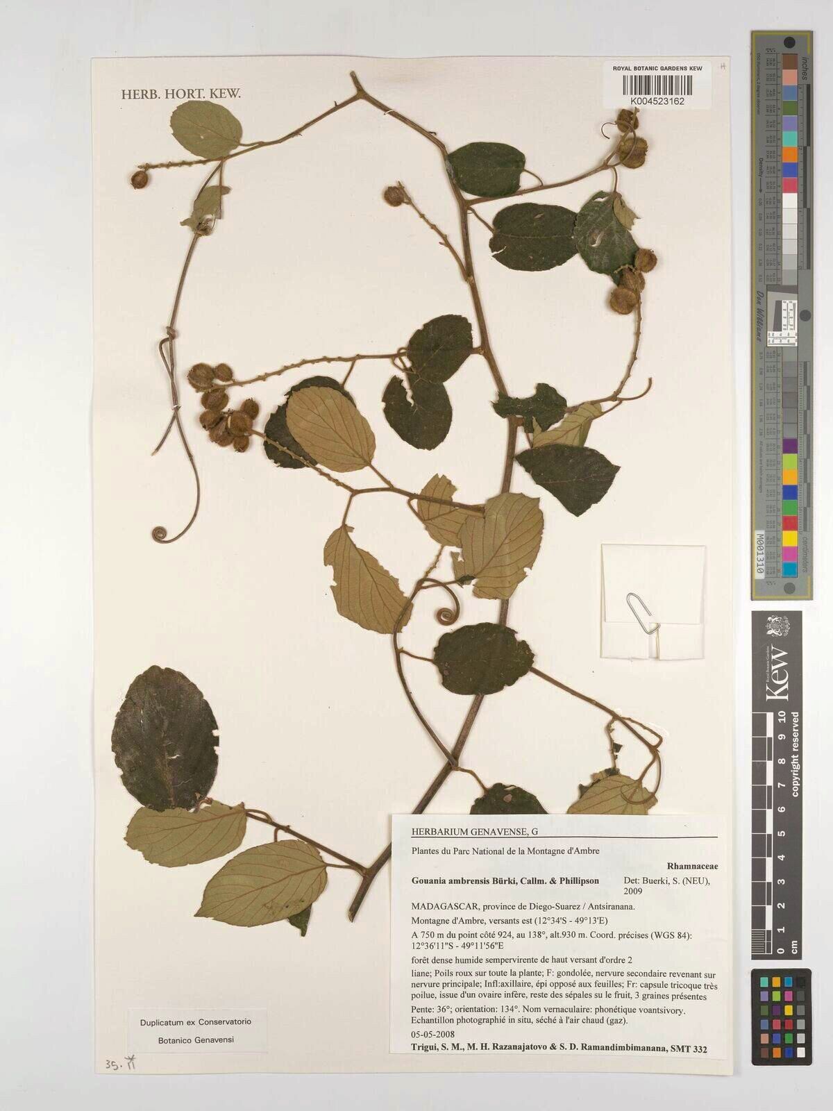 Gouania ambrensis — related species from the same genus