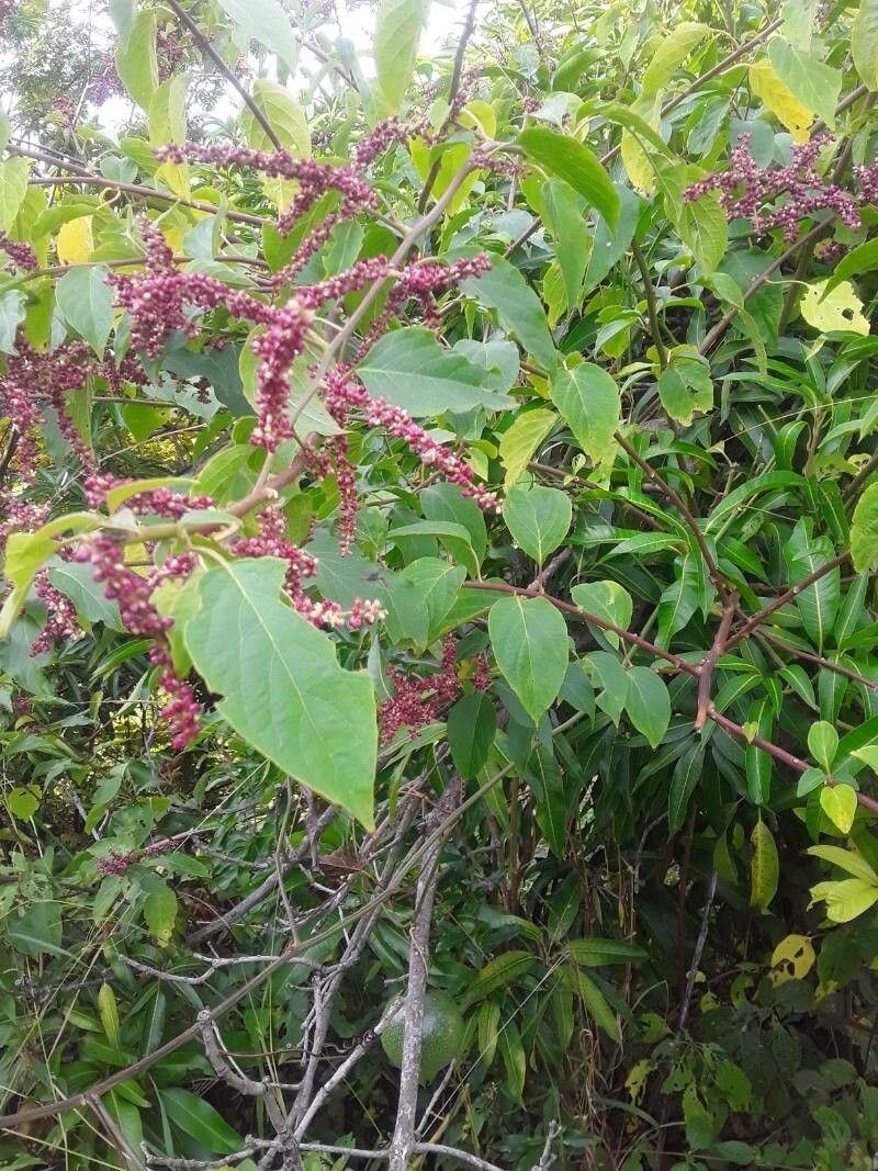 Chamissoa altissima fruit