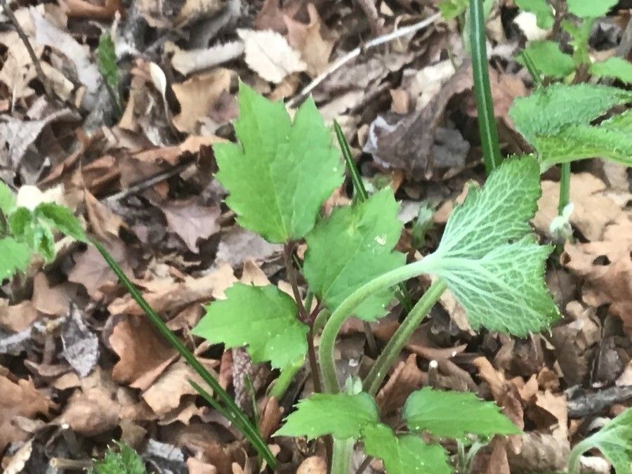 Clematis heracleifolia leaf