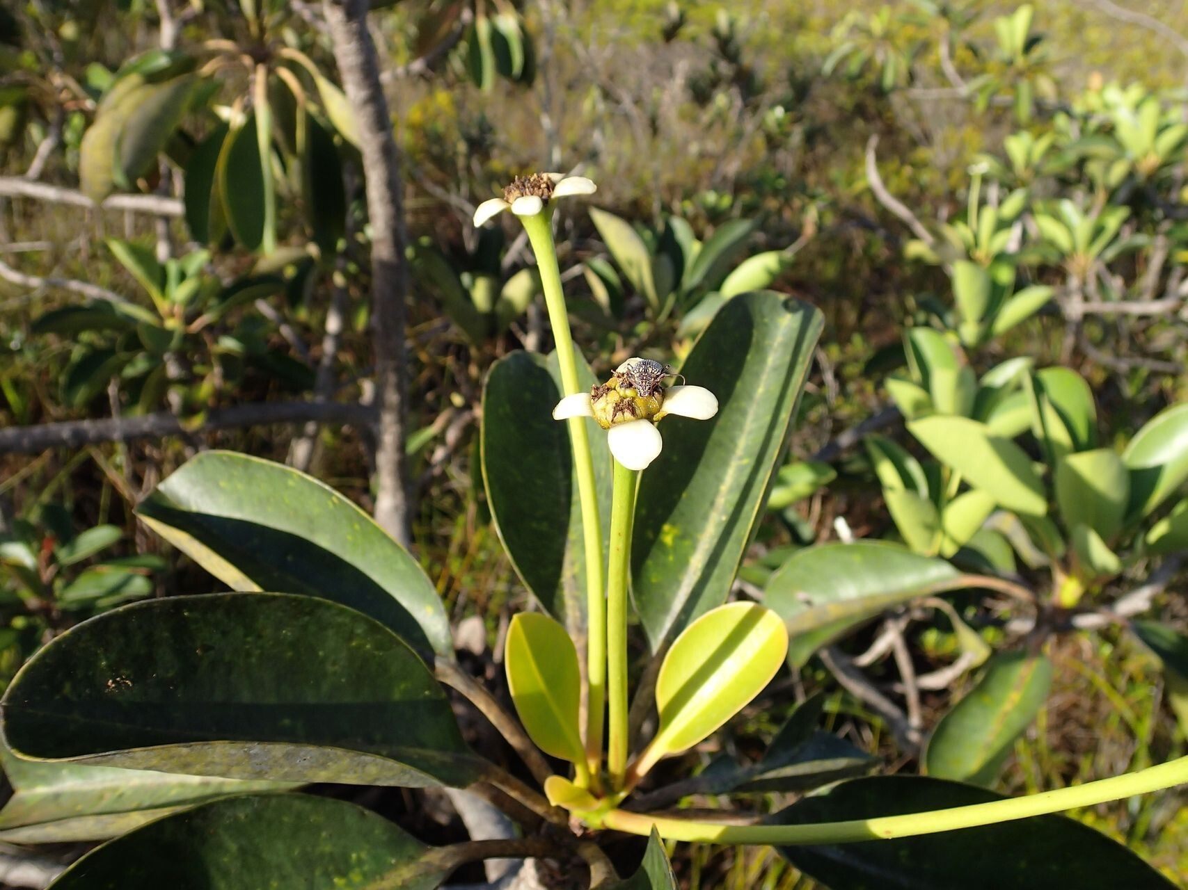 Neoguillauminia cleopatra flower