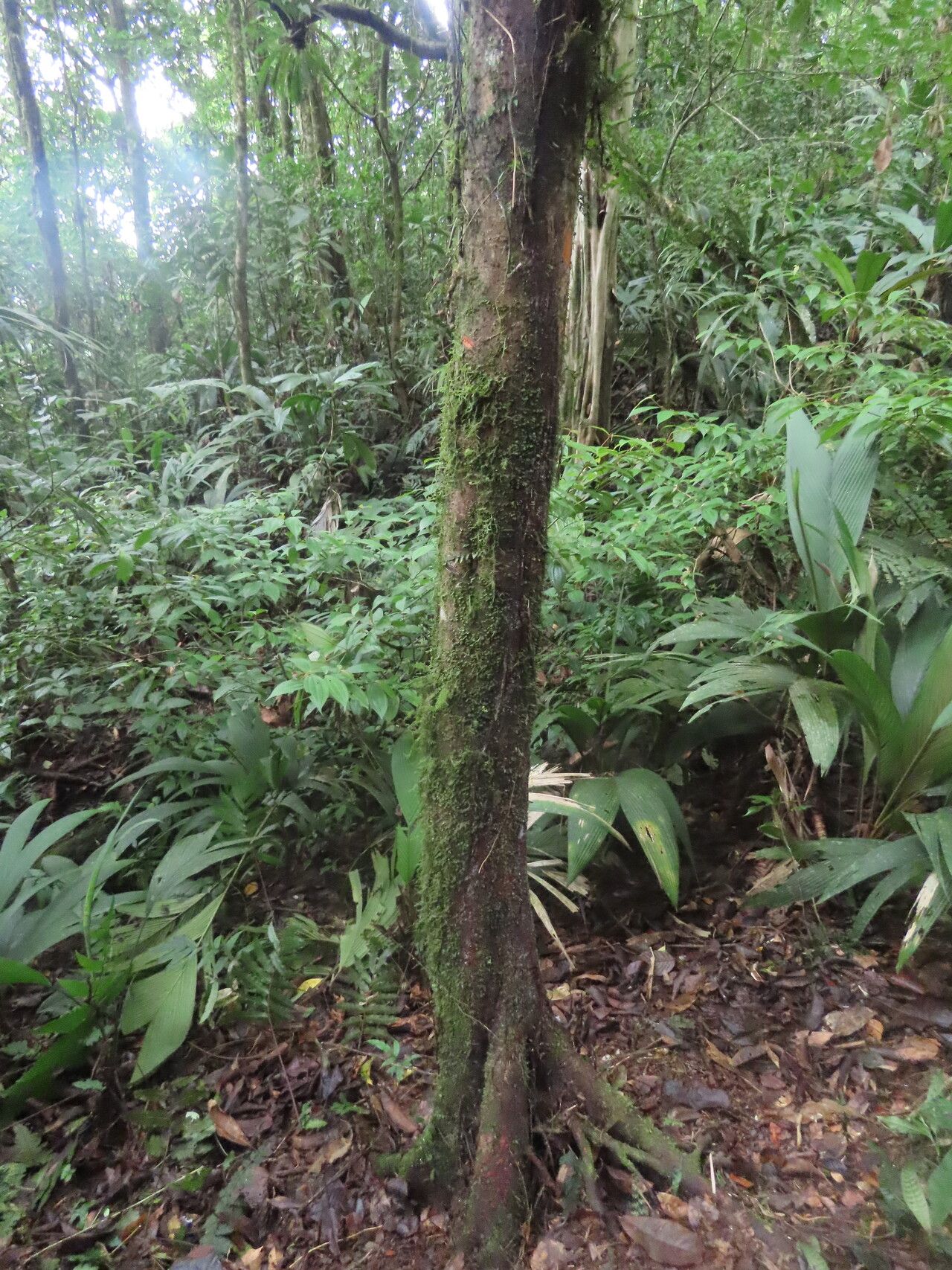 Ticodendron incognitum habit