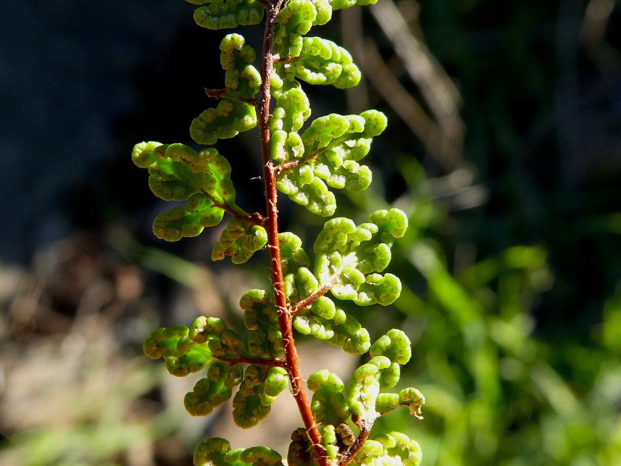 Hemionitis pteridioides leaf