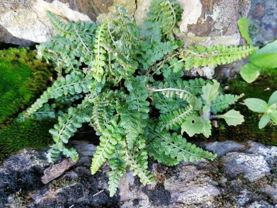 Asplenium viride leaf