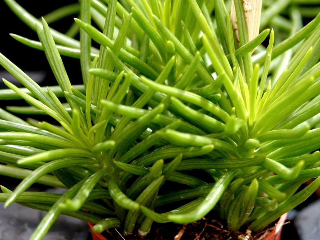 Dendrophorbium archeri — related species from the same genus