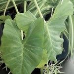 Colocasia esculenta