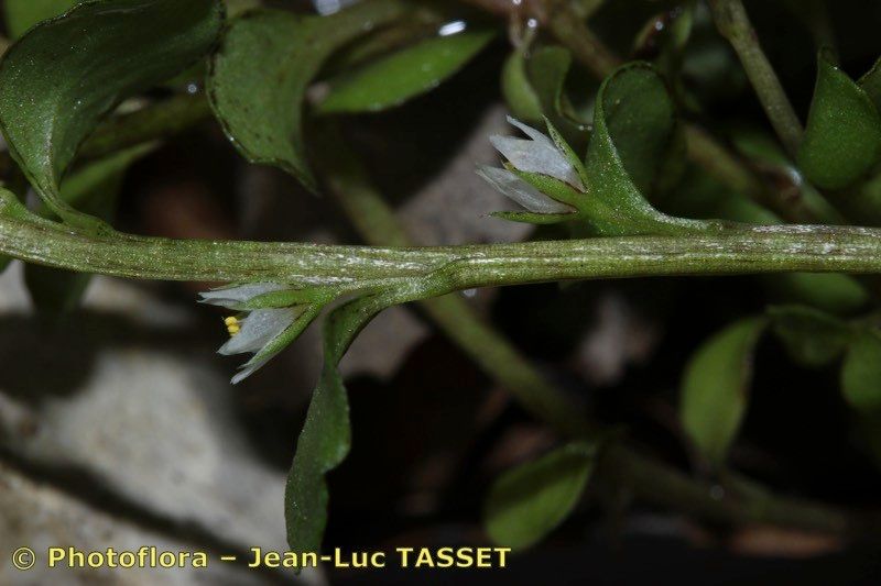 Lysimachia tyrrhenia bark