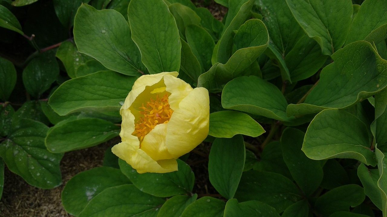 Paeonia daurica flower