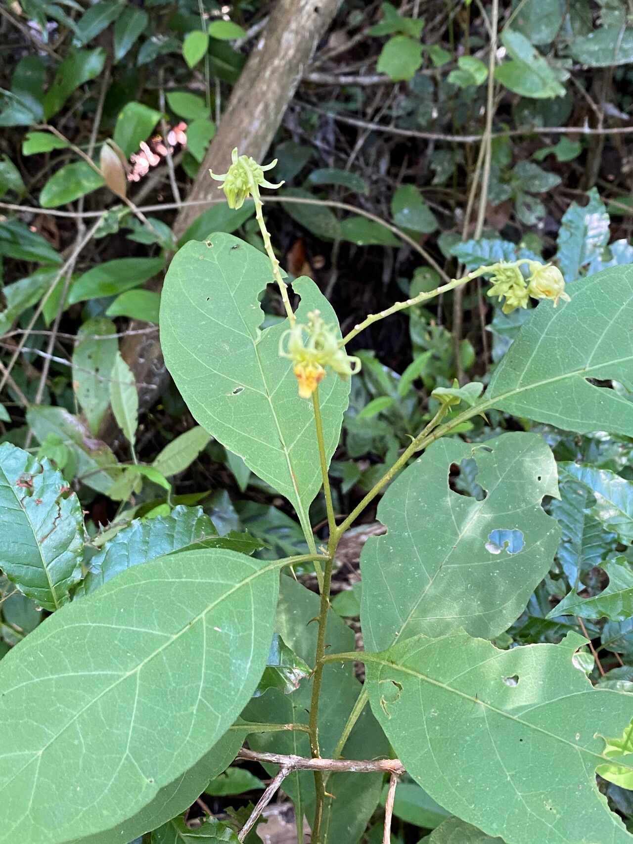 Solanum insidiosum habit