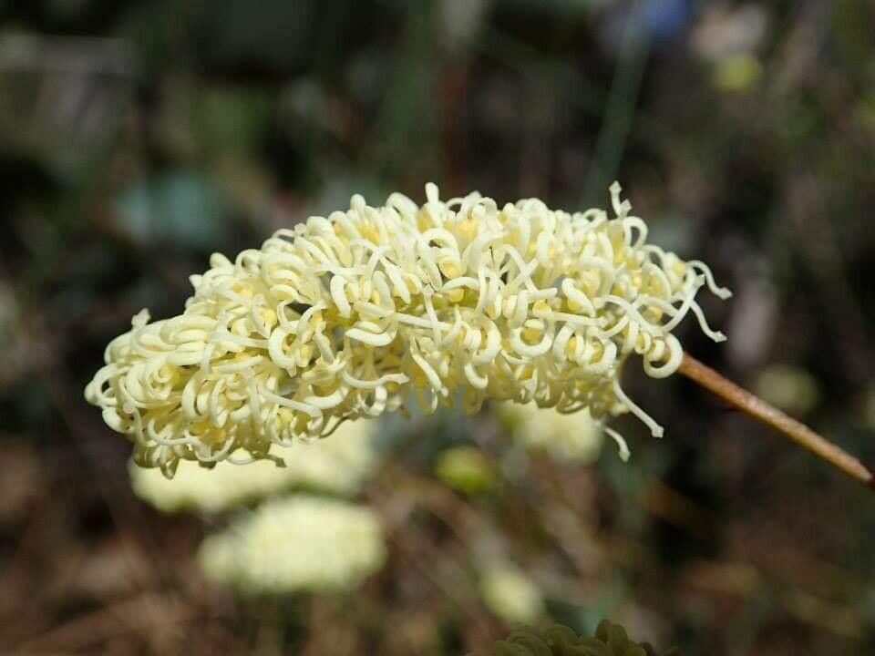 Grevillea leucopteris flower