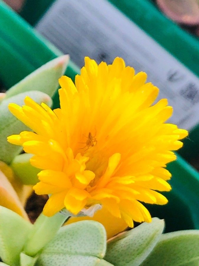Cheiridopsis denticulata flower