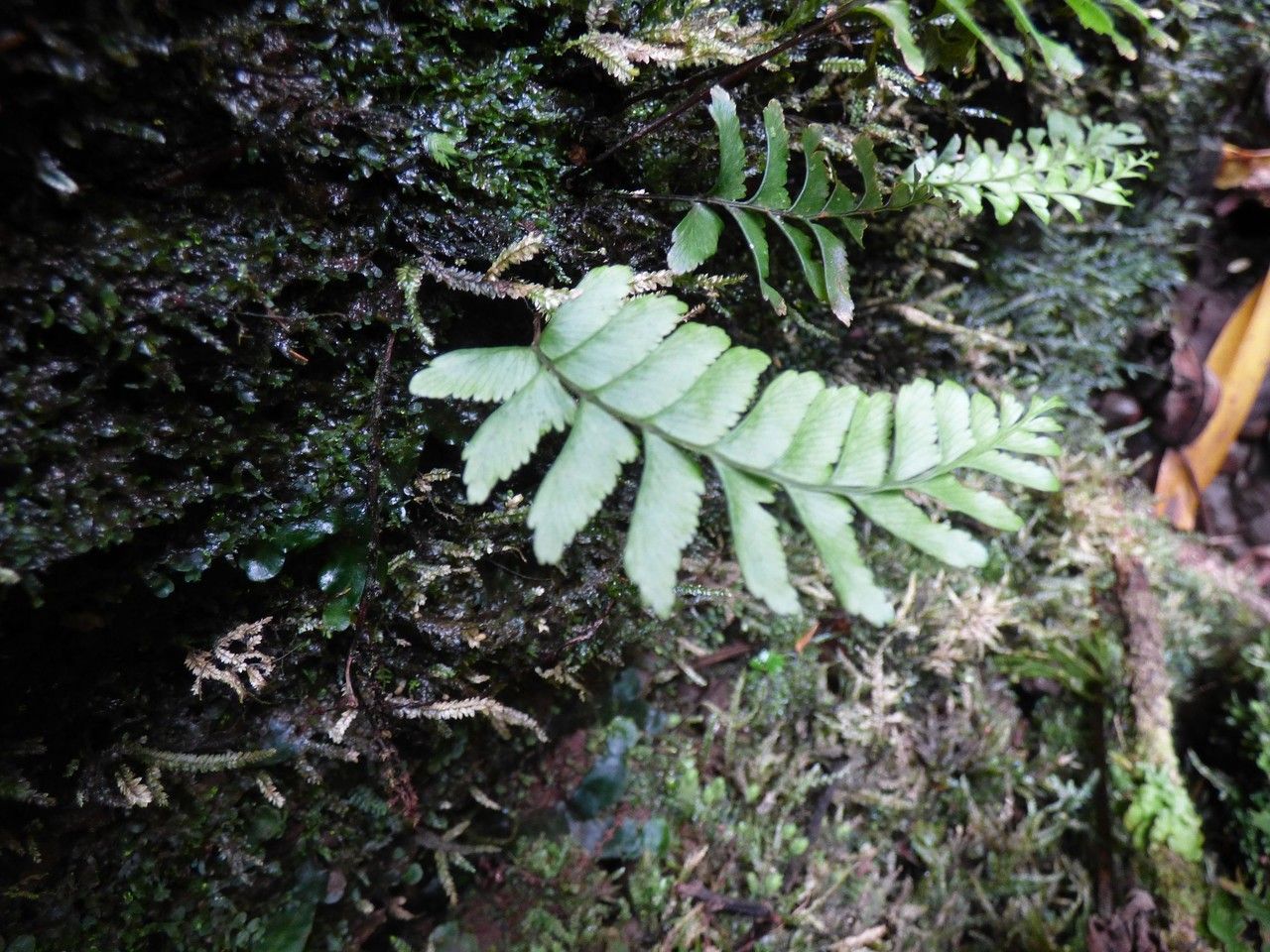 Hymenasplenium unilaterale leaf