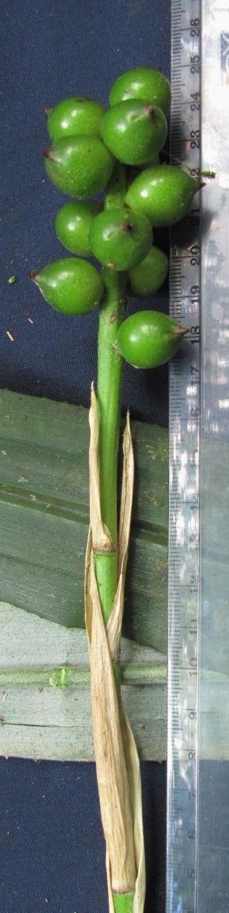 Aechmea tonduzii — search result for 'Aechmea'