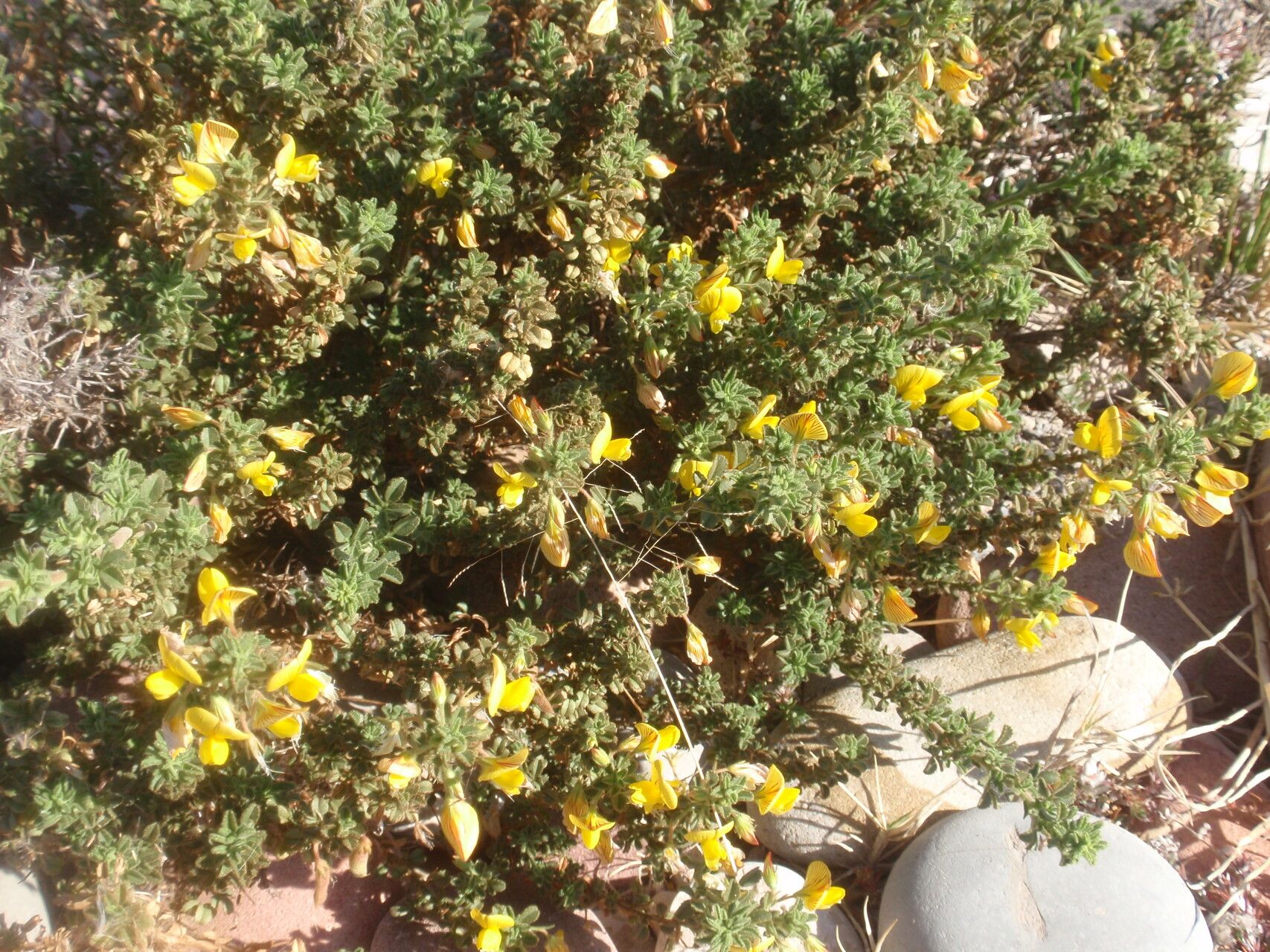 Ononis ramosissima habit