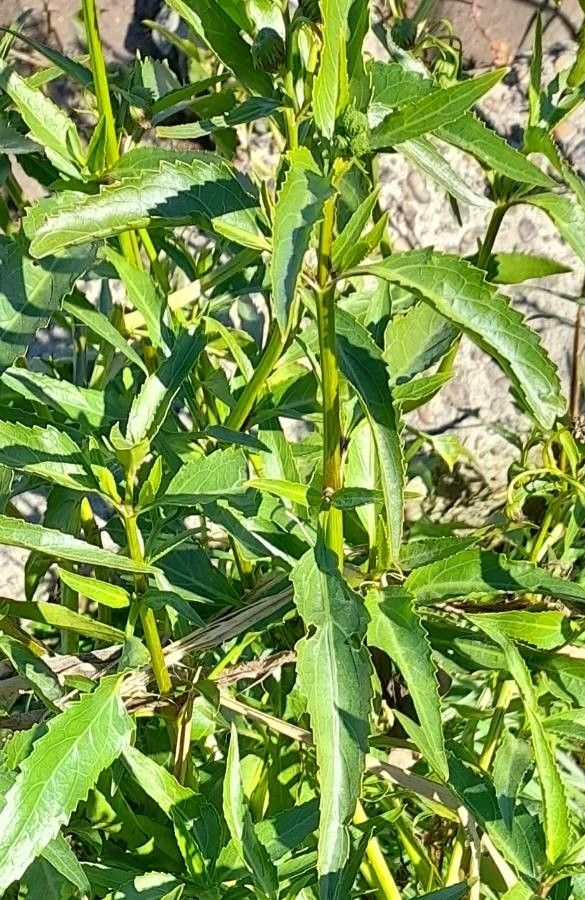 Gymnocoronis spilanthoides leaf