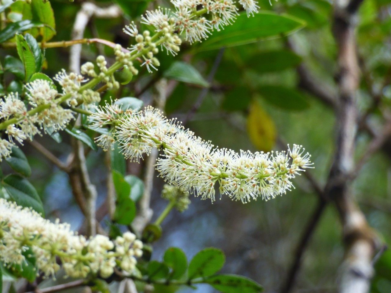 Weinmannia tinctoria flower