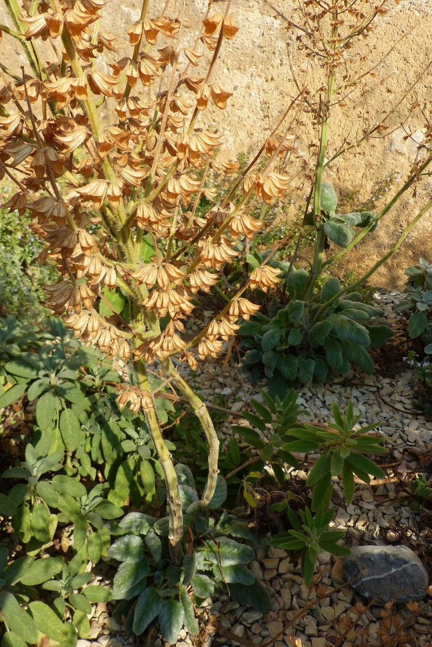 Salvia argentea fruit