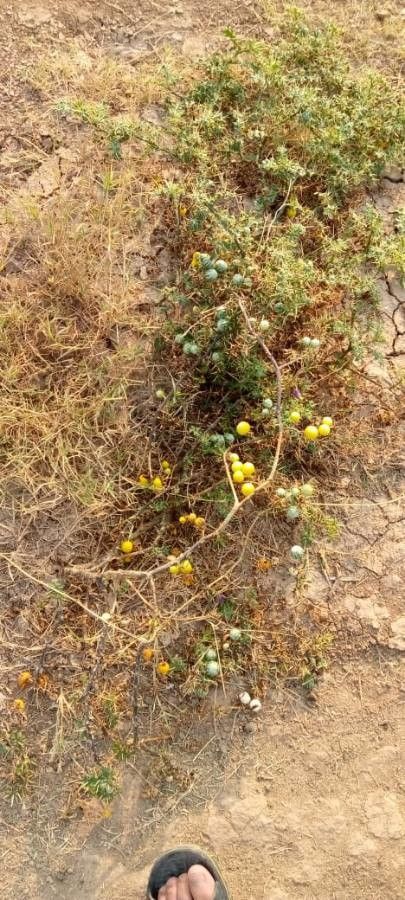 Solanum virginianum fruit