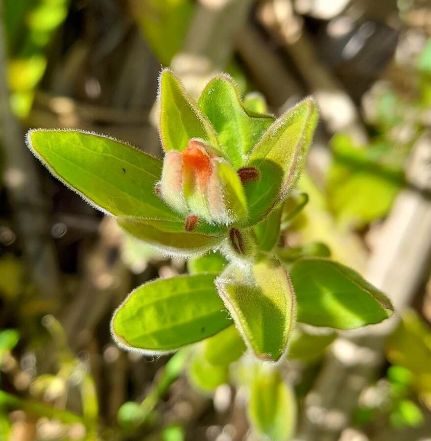 Castilleja haitiensis other