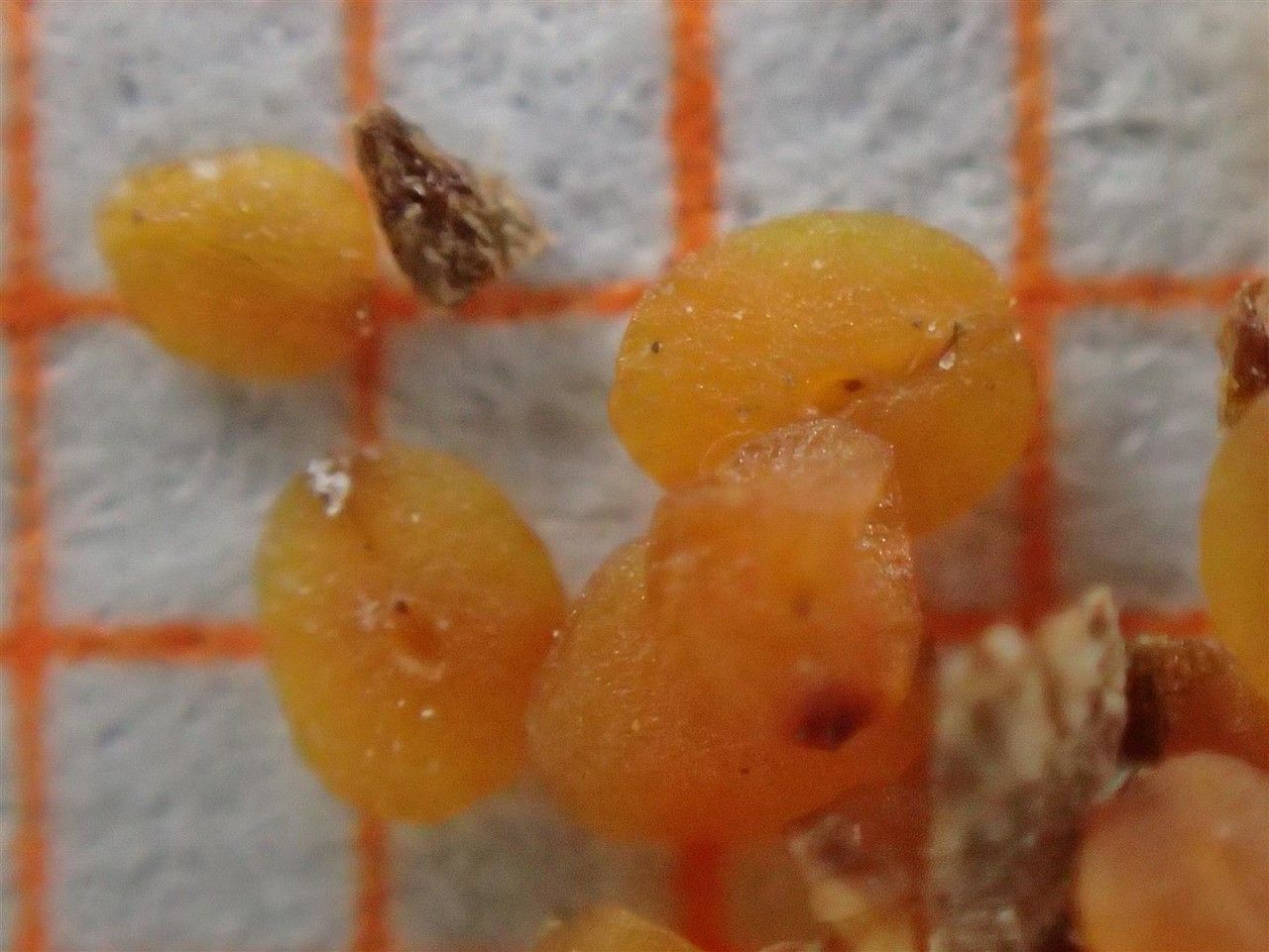 Veronica fruticulosa fruit