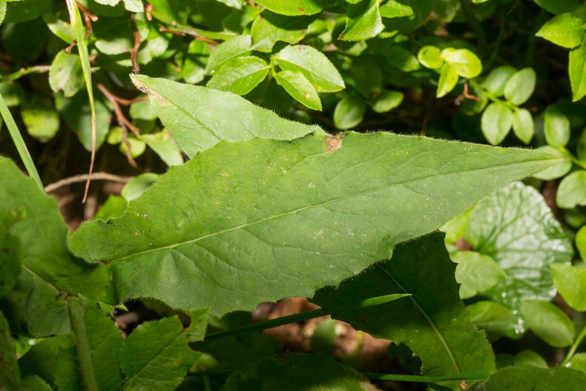 Hieracium prenanthoides leaf