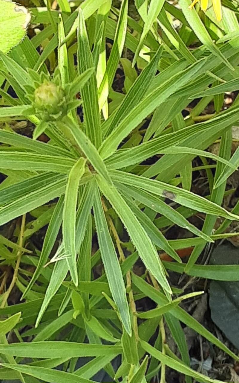 Pentanema ensifolium — houseplant care guide