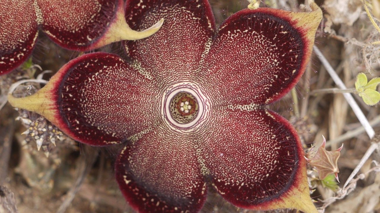 Edithcolea grandis fruit