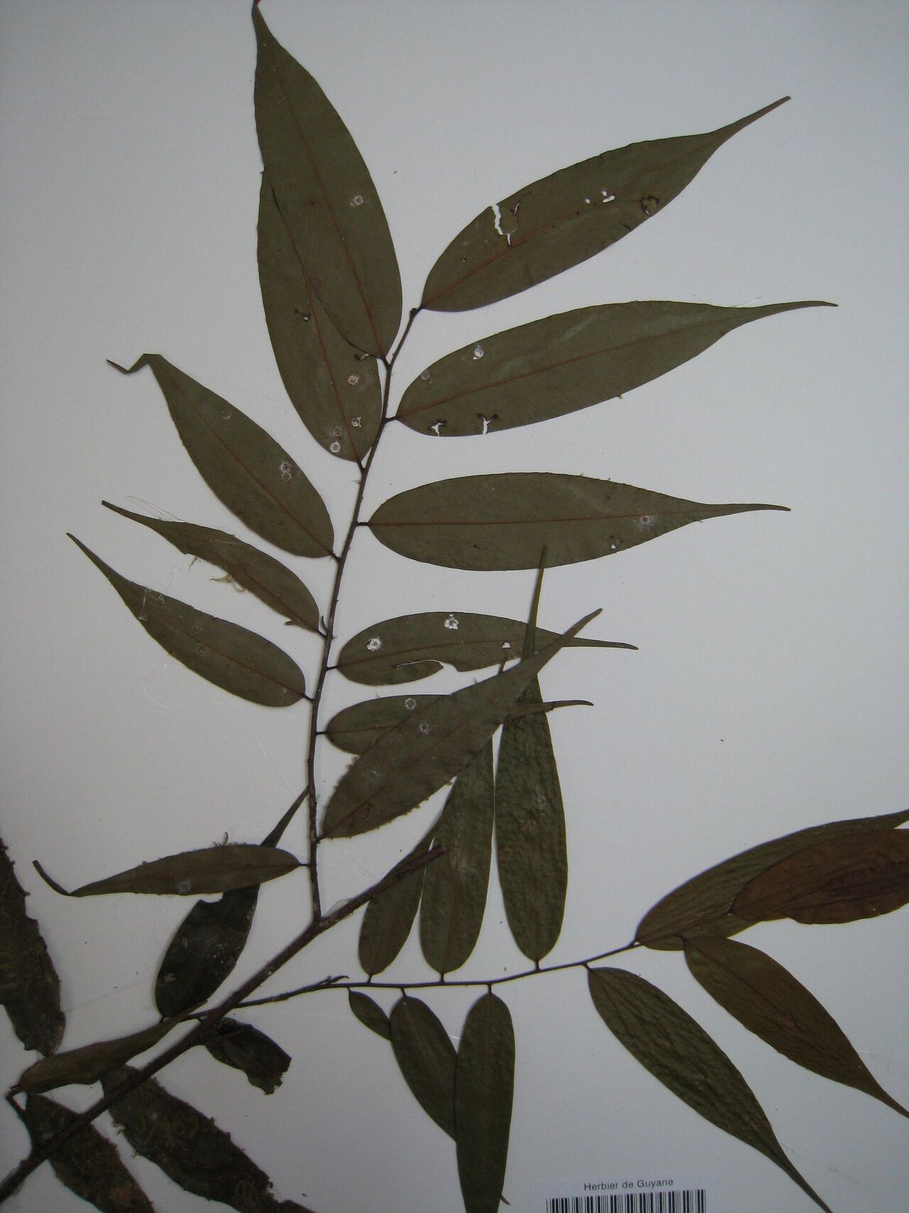 Xylopia nervosa other