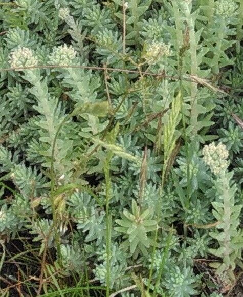 Petrosedum orientale — houseplant care guide