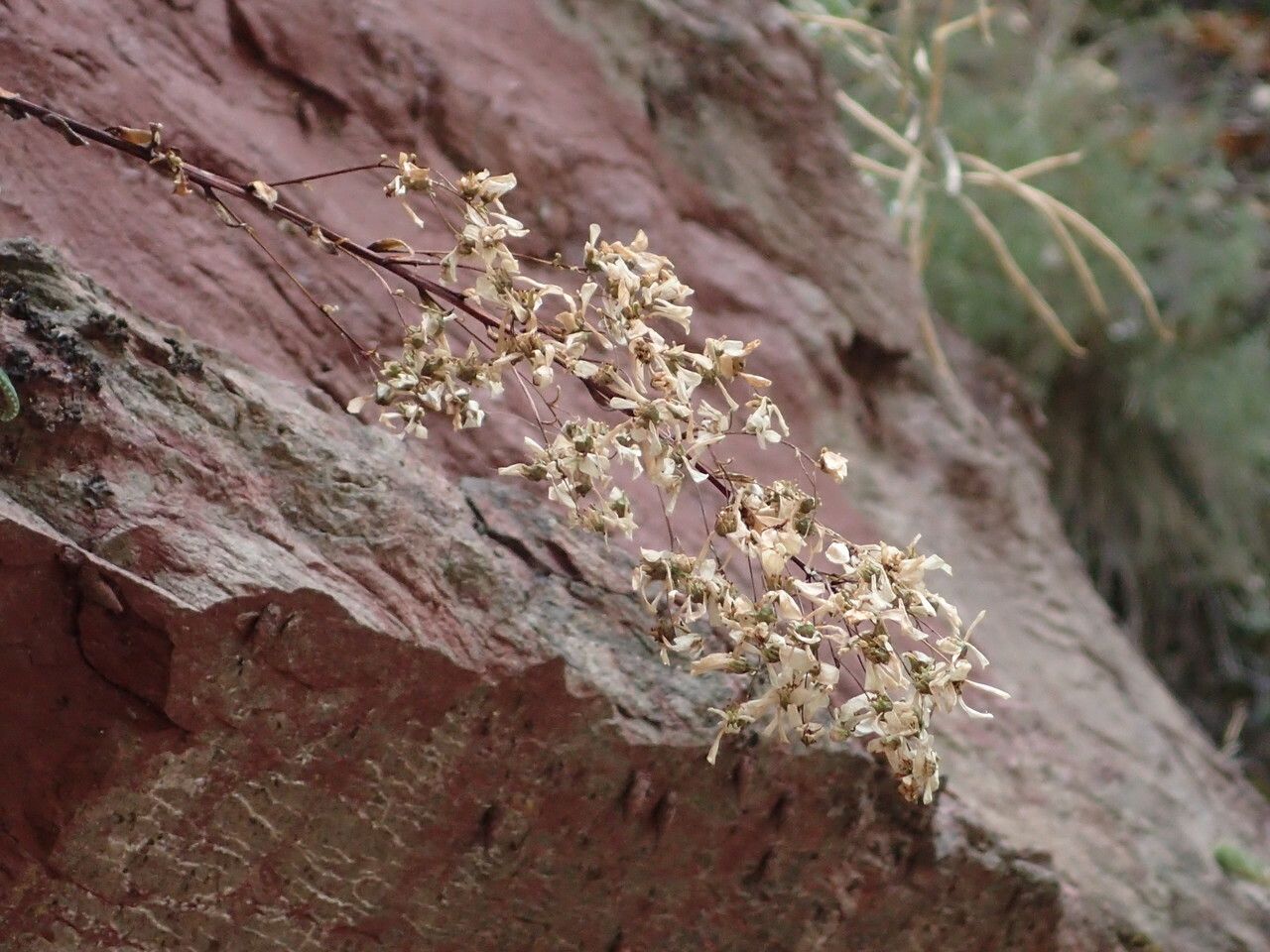 Saxifraga callosa fruit