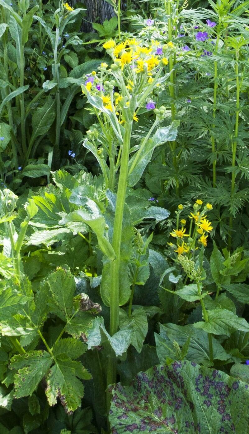 Tephroseris crispa — related species from the same genus