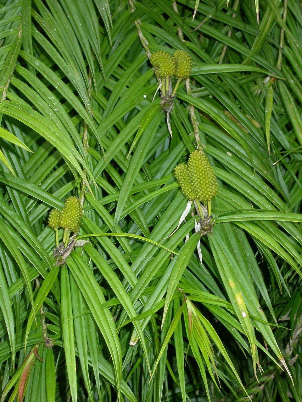 Freycinetia cumingiana — search result for 'Pandanus'
