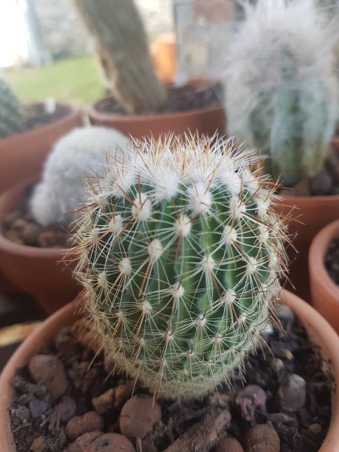 Parodia scopa — search result for 'Paraguay'