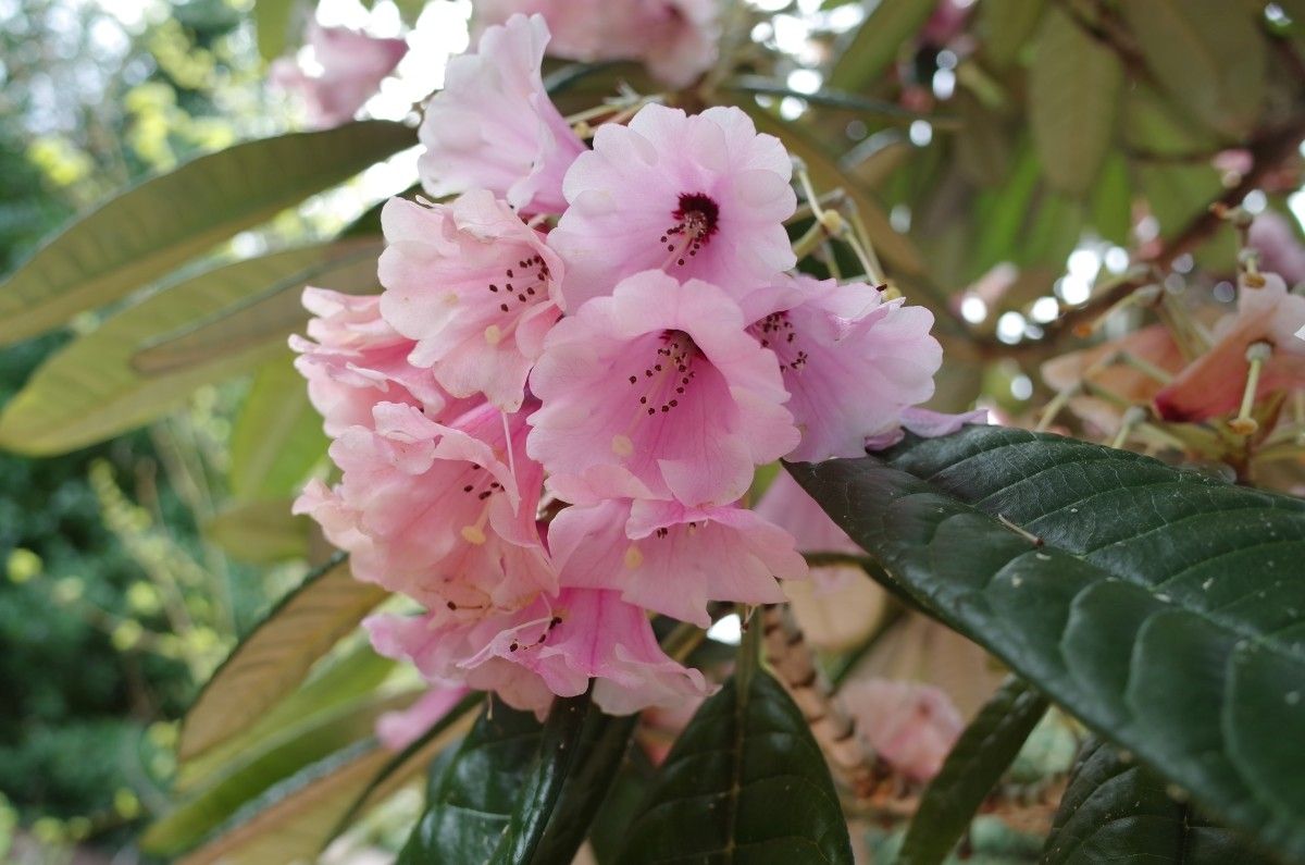 Rhododendron montroseanum flower