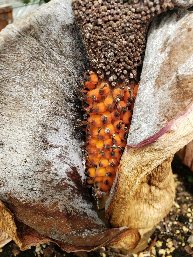 Amorphophallus titanum fruit