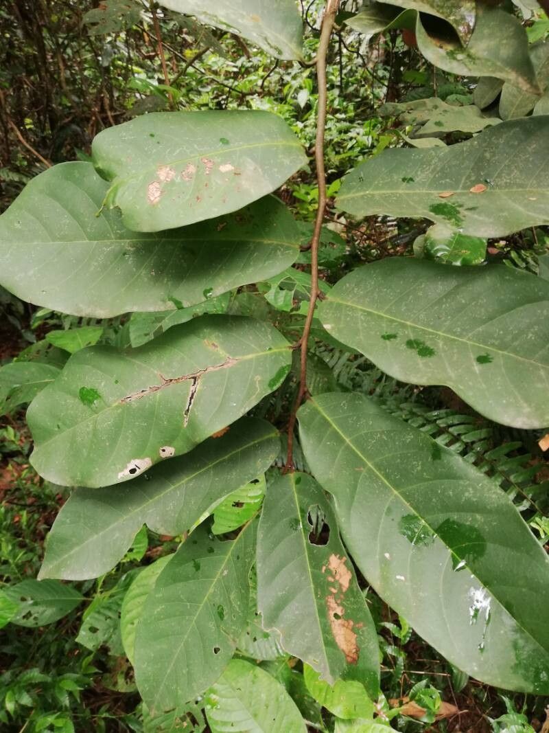 Artabotrys crassipetalus leaf