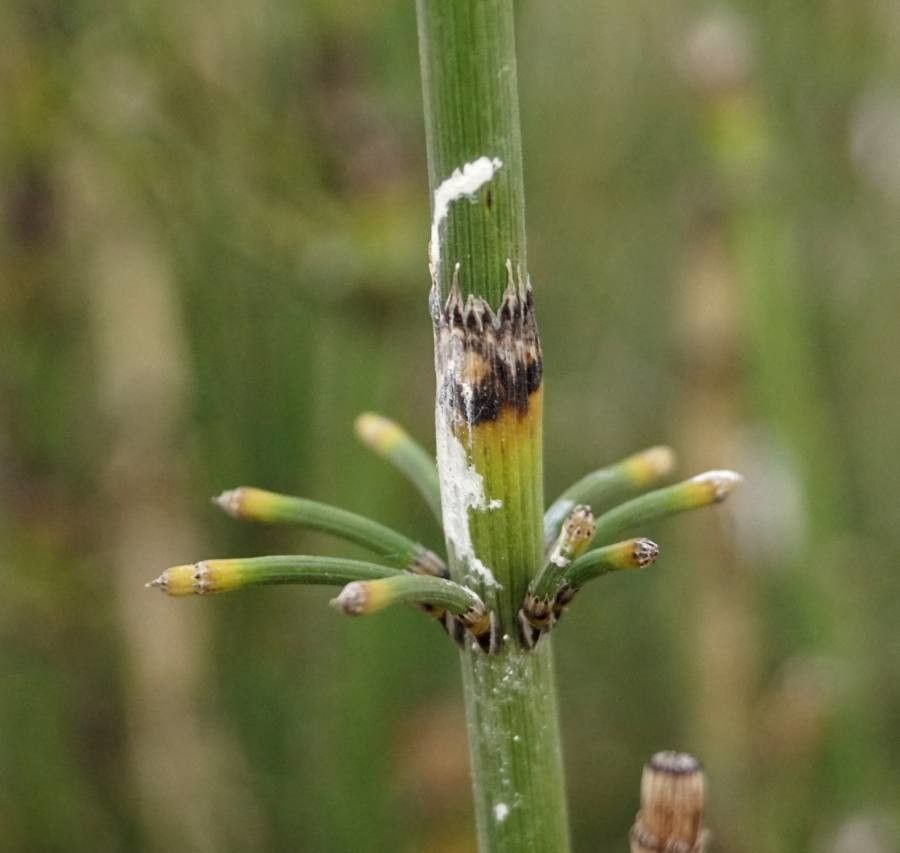 Equisetum ramosissimum — search result for 'Equisetaceae'