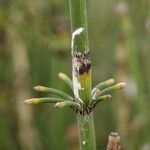Equisetum ramosissimum