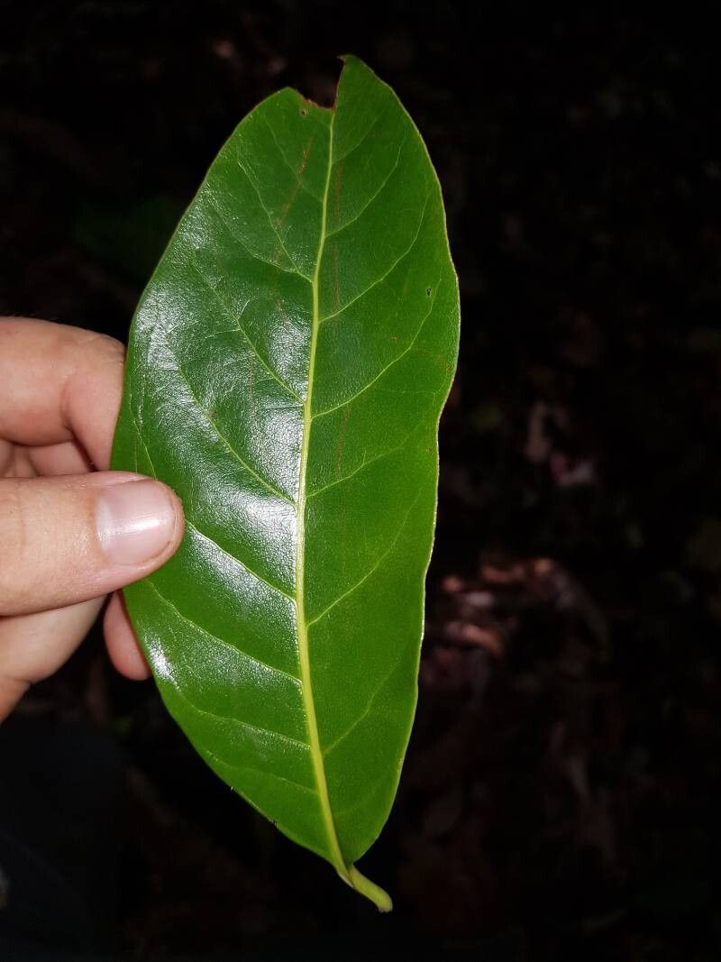 Beilschmiedia osacola — houseplant care guide