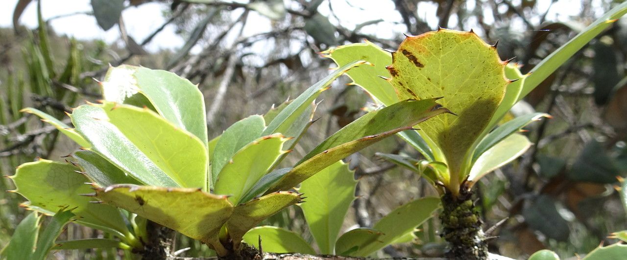 Berberis goudotii leaf
