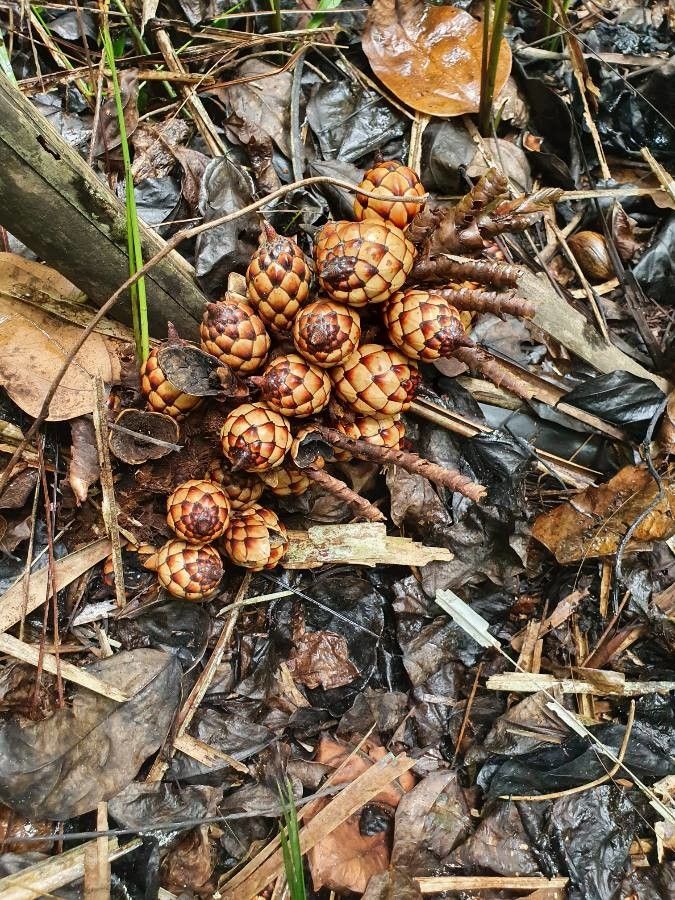 Raphia hookeri — search result for 'Arecaceae'